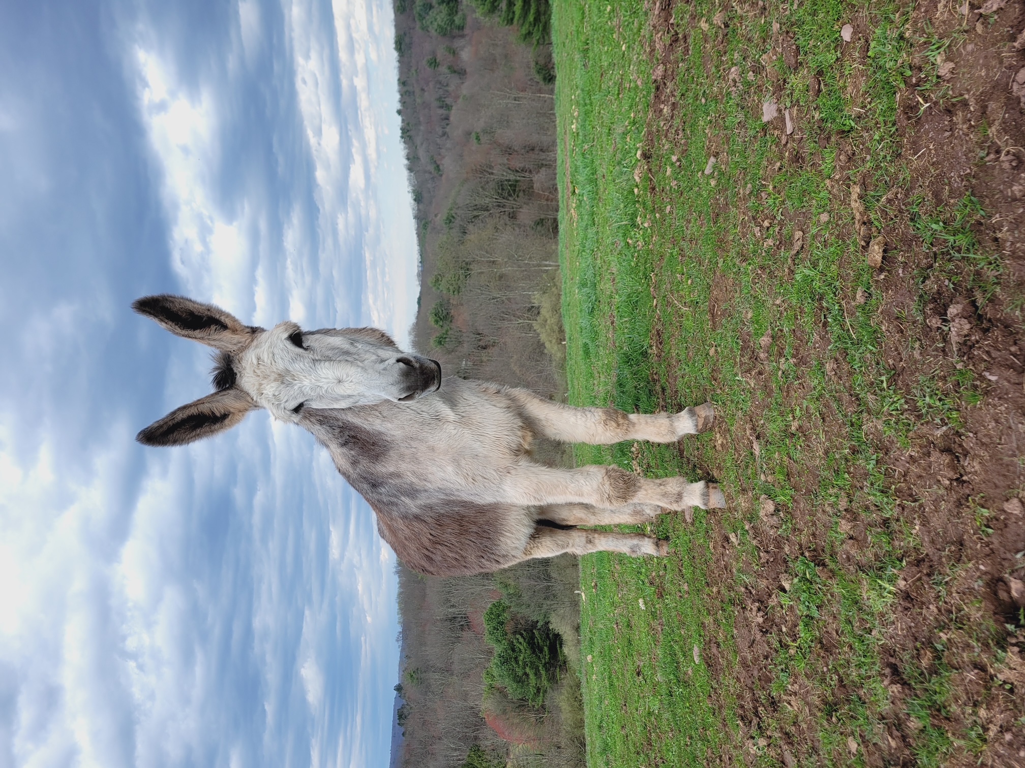 Local donkey wins Guinness World Record for longest ears
